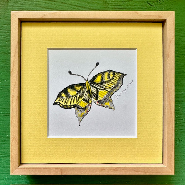 Framed Swallowtail Butterfly